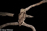 Kruger National Park, Mpumalanga, South Africa, Spotted Eagle-owl
