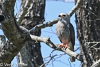 Kruger National Park, Lizard Buzzard, Mpumalanga, South Africa