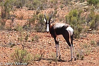 Bontebok, Bontebok National Park, South Africa