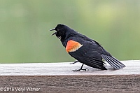 Veryl Witmer, Red-winged Blackbird, Turtle Pond, Central Park, NY