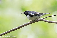 Veryl Witmer, Black-throated Blue Warbler, The Ramble, Central Park, NY
