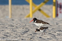Veryl Witmer, American Oystercatcher, Nickerson Beach, Long Beach, NY