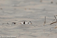 Veryl Witmer, Piping Plover, Nickerson Beach, Long Beach, NY