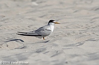 Veryl Witmer, Least Tern, Nickerson Beach, Long Beach, NY