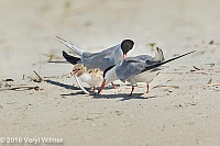 Veryl Witmer, Common Tern, Nickerson Beach, Long Beach, NY
