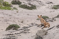 Veryl Witmer, Red Fox, Fire Island National Seashore, NY