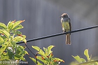 Veryl Witmer, Great Crested Flycatcher, Fire Island, Suffolk County, NY