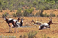 Bontebok, Bontebok National Park, South Africa