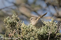 Veryl Witmer, Golden-crowned Kinglet, Fire Island, Suffolk County, NY