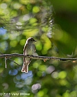 Veryl Witmer, Eastern Wood-Pewee, The Ramble, Central Park, NY