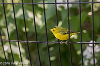 Veryl Witmer, Wilson's Warbler, The Ramble, Central Park, NY