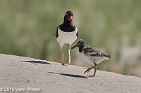 Veryl Witmer, American Oystercatcher, Nickerson Beach, Long Beach, NY