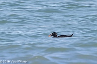 Veryl Witmer, Surf Scoter, Fire Island, Suffolk County, NY