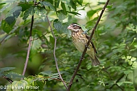 Veryl Witmer, Rose-breasted Grosbeak, The Ramble, Central Park, NY