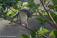 Veryl Witmer, Red-eyed Vireo, Fire Island, Suffolk County, NY