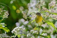 Veryl Witmer, Nashville Warbler, The Ramble, Central Park, NY
