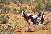 Bontebok, Bontebok National Park, South Africa