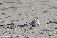 Veryl Witmer, Least Tern, Nickerson Beach, Long Beach, NY