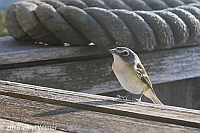 Veryl Witmer, Blue-headed Vireo, Fire Island, Suffolk Co., NY