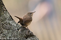 Veryl Witmer, House Wren, Central Park, NY, NY