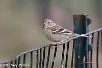Veryl Witmer, Field Sparrow, Central Park, NY, NY