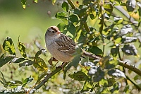 Veryl Witmer, White-crowned Sparrow, Central Park, NY, NY,