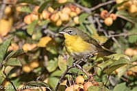 Veryl Witmer, Yellow-breasted Chat, Central Park, NY, NY