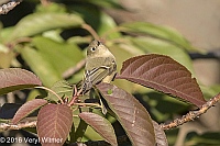 Veryl Witmer, Ruby-crowned Kinglet, Central Park, NY