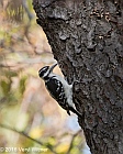 Veryl Witmer, Hairy Woodpecker, The Ramble, Central Park, New York, NY
