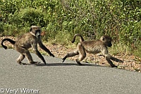 Baboons, Cape of Good Hope, South Africa