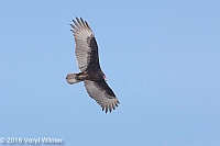 Veryl Witmer, Turkey Vulture, Tigertail Beach, Marco Island, FL