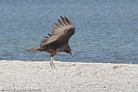 Veryl Witmer, Turkey Vulture, Tigertail Beach, Marco Island, FL