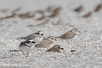 Veryl Witmer, Wilson's Plover and Piping Plover, Tigertail Beach, Marco Island, FL