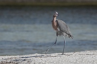 Veryl Witmer, Reddish Egret, Tigertail Beach, Marco Island, FL