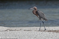Veryl Witmer, Reddish Egret, Tigertail Beach, Marco Island, FL