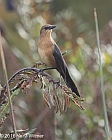 Veryl Witmer, Boat-tailed Grackle, female, Green Cay Wetlands, Palm Beach Co., FL
