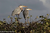 Veryl Witmer, Great Blue Heron, Wakodahatchee Wetlands, Palm Beach, Co., FL