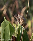 Veryl Witmer, Red-winged Blackbird, female, Green Cay Wetlands, Palm Beach Co., FL