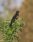 Veryl Witmer, Red-winged Blackbird, Green Cay Wetlands, Palm Beach Co., FL