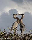 Veryl Witmer, Great Blue Heron, Wakodahatchee Wetlands, Palm Beach, Co., FL