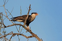 Veryl Witmer, Crested Caracara, Snake Road, Broward Co., FL