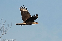 Veryl Witmer, Crested Caracara, Snake Road, Broward Co., FL