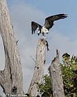 Veryl Witmer, Osprey, Lovers Key State Park, FL