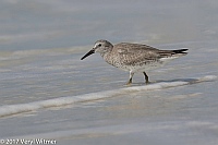 Veryl Witmer, Red Knot, Lovers Key State Park, FL