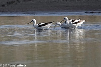Veryl Witmer, American Avocet, Estero Bay Preserve, FL