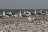 Veryl Witmer, Royal Tern, Lovers Key State Park, FL