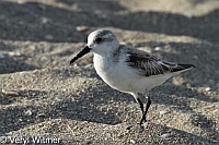 Florida, Jupiter Island, Sanderling