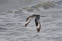 Veryl Witmer, Willet, Lovers Key State Park, FL
