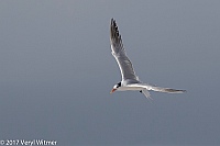 Veryl Witmer, Royal Tern, Lovers Key State Park, FL