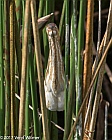 Veryl Witmer, Least Bittern, Green Cay Wetlands, Palm Beach Co., FL